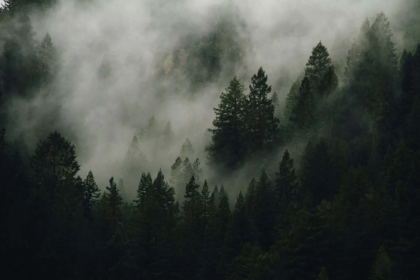 Pines emerging from low fog on a hillside